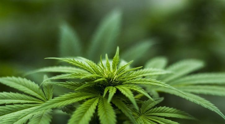 cannabis-schuetzt-vor-corona:-bindet-spike-und-verhindert-eindringen-in-zellen