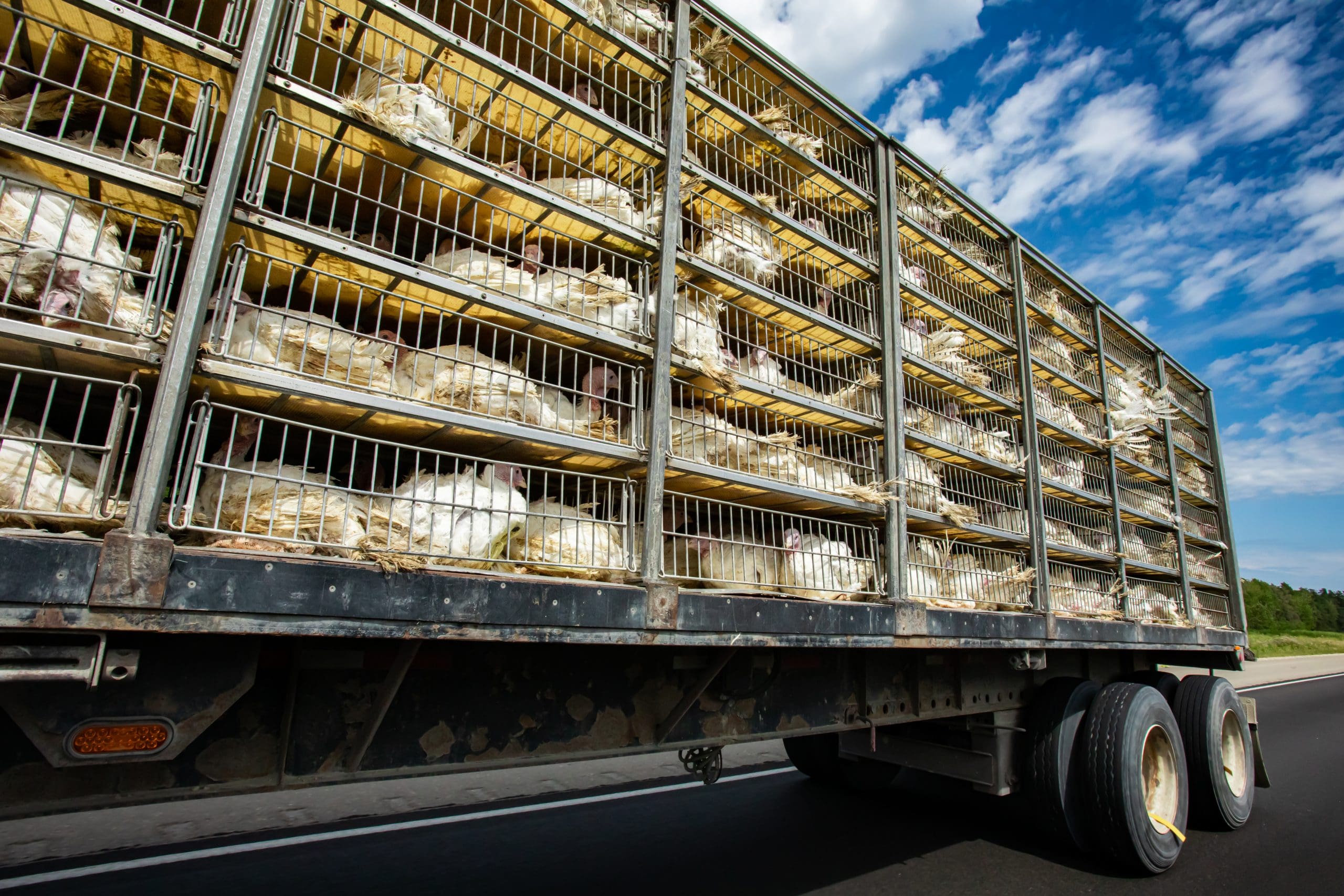 breite-front-gegen-tierleid:-mehr-als-426.000-buerger-unterschrieben-gegen-lebendtiertransporte