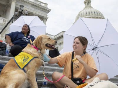 this-is-real:-dem-economic-committee-spends-89%-of-its-time-investigating-dog-collars