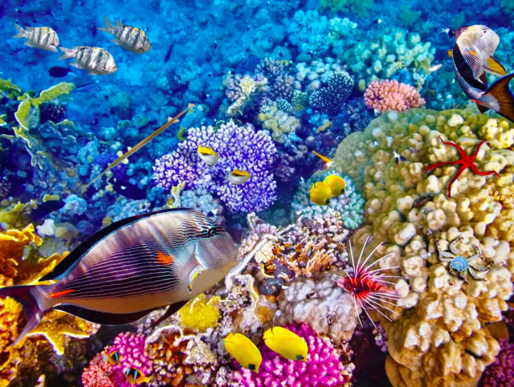 massive-coral-growth-at-the-great-barrier-reef-continues-to-defy-all-the-fashionable-doomsday-climate-predictions