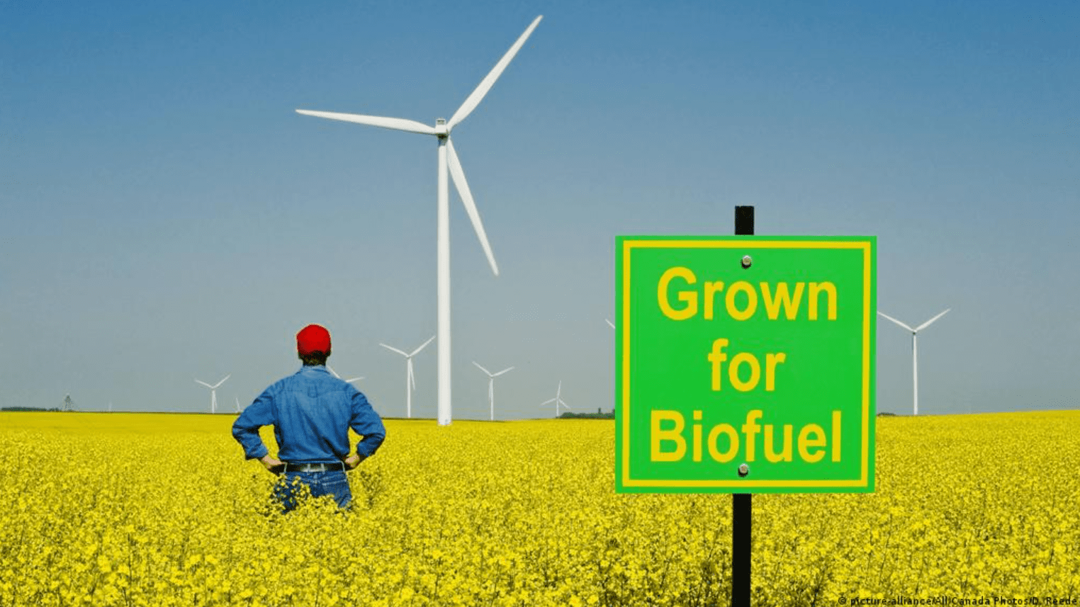 there-is-no-food-crisis-–-if-only-we-stopped-burning-it-as-‘green’-biofuel