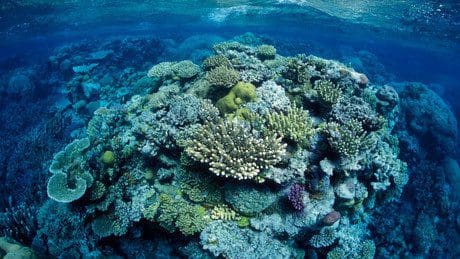australien:-korallen-dichte-am-great-barrier-reef-im-bestzustand-seit-36-jahren