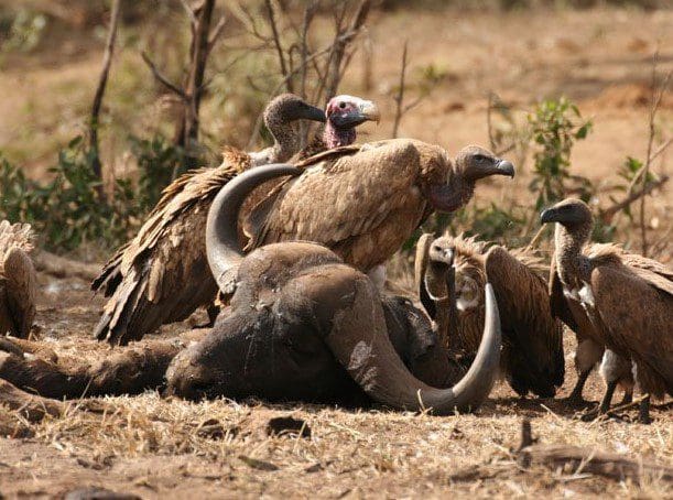 poisoned-buffalo-carcass-suspected-in-death-of-vultures,-hyena