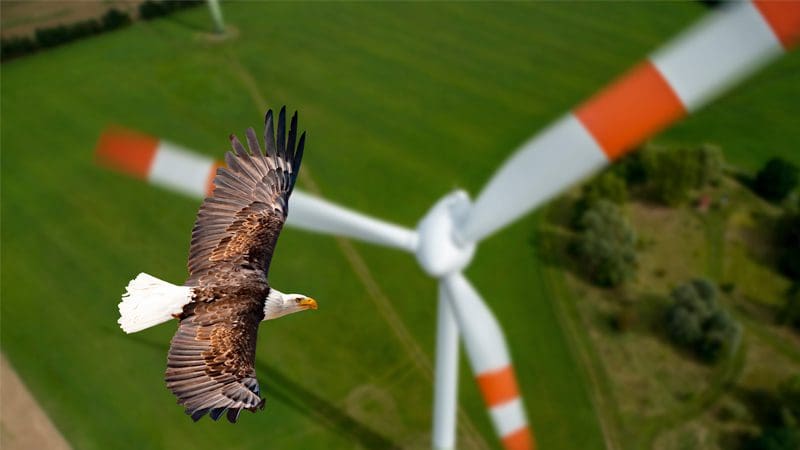 trump-proven-right-again!-ap-discovers-windmills-killing-birds