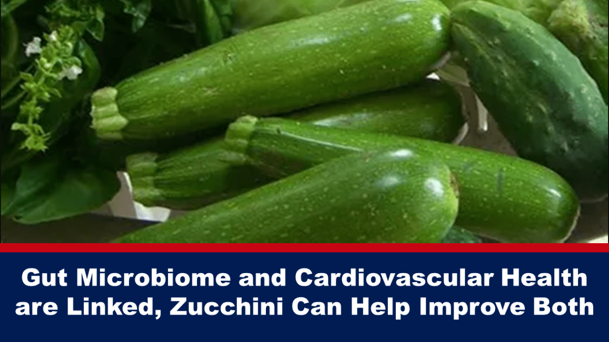 gut-microbiome-and-cardiovascular-health-are-linked,-zucchini-can-help-improve-both