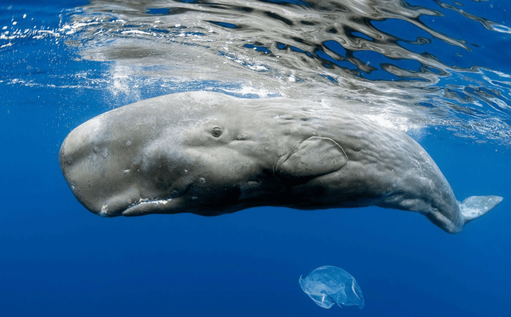 whale-population-grows-despite-attenborough-climate-scaremongering
