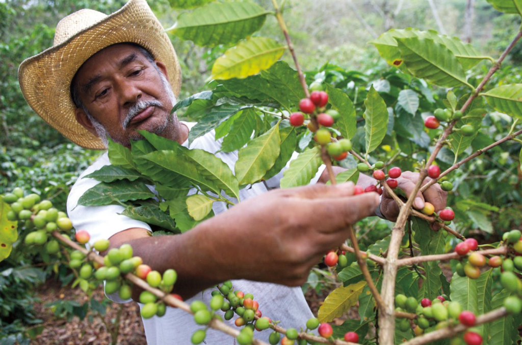 uk.-‘climate’-aid-money-paying-for-gender-“revision”-lessons-for-mexican-coffee-growers