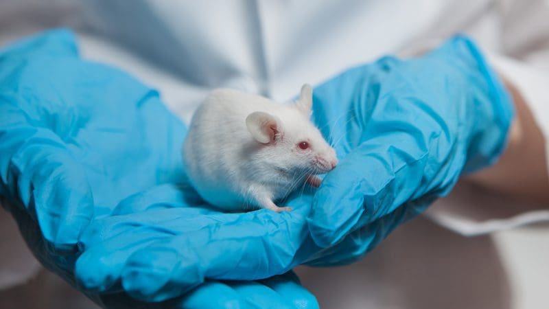 gain-of-function:-boston-university-creates-covid-strain-with-80%-mortality-in-mice