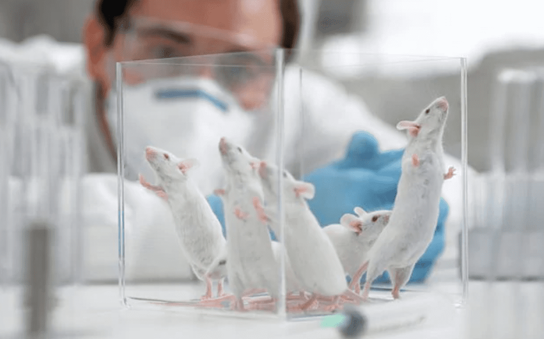 how-worried-should-we-be-about-boston-university’s-gain-of-function-covid-virus-that-kills-80%-of-mice?
