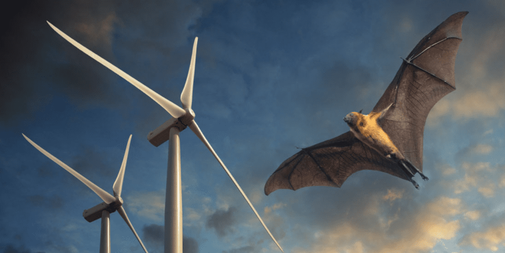 green-bombshell:-new-evidence-points-to-the-annual-slaughter-of-millions-of-bats-by-onshore-wind-turbines