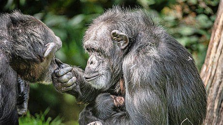 schwedischer-tierpark-laesst-entlaufene-schimpansen-erschiessen