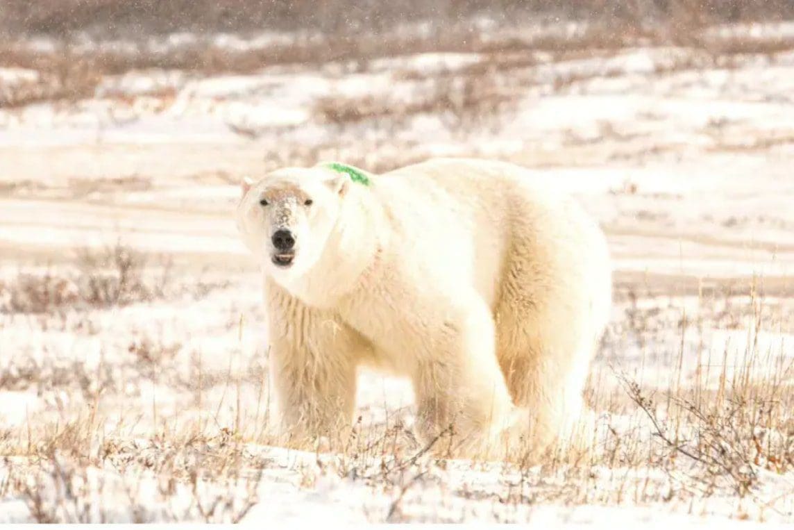 no-evidence-for-bbc-claim-that-it’s-“getting-too-warm-for-polar-bears”