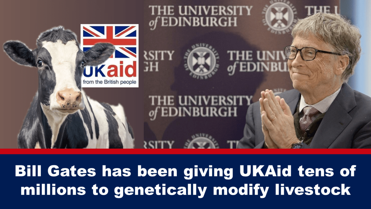 bill-gates-has-been-giving-ukaid-tens-of-millions-to-genetically-modify-livestock