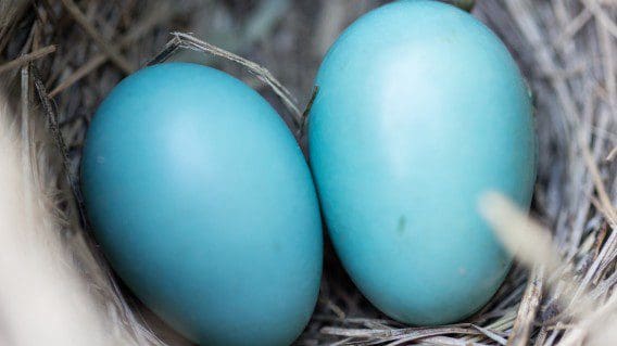 minister-rauswurf:-gruenes-eierlegen