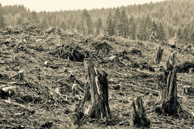 logging-for-wildlife-is-a-destructive-fiction