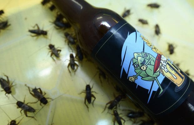 warum-insekten-im-bier?-supermarktketten-zur-neuen-eu-ekel-ess-verordnung