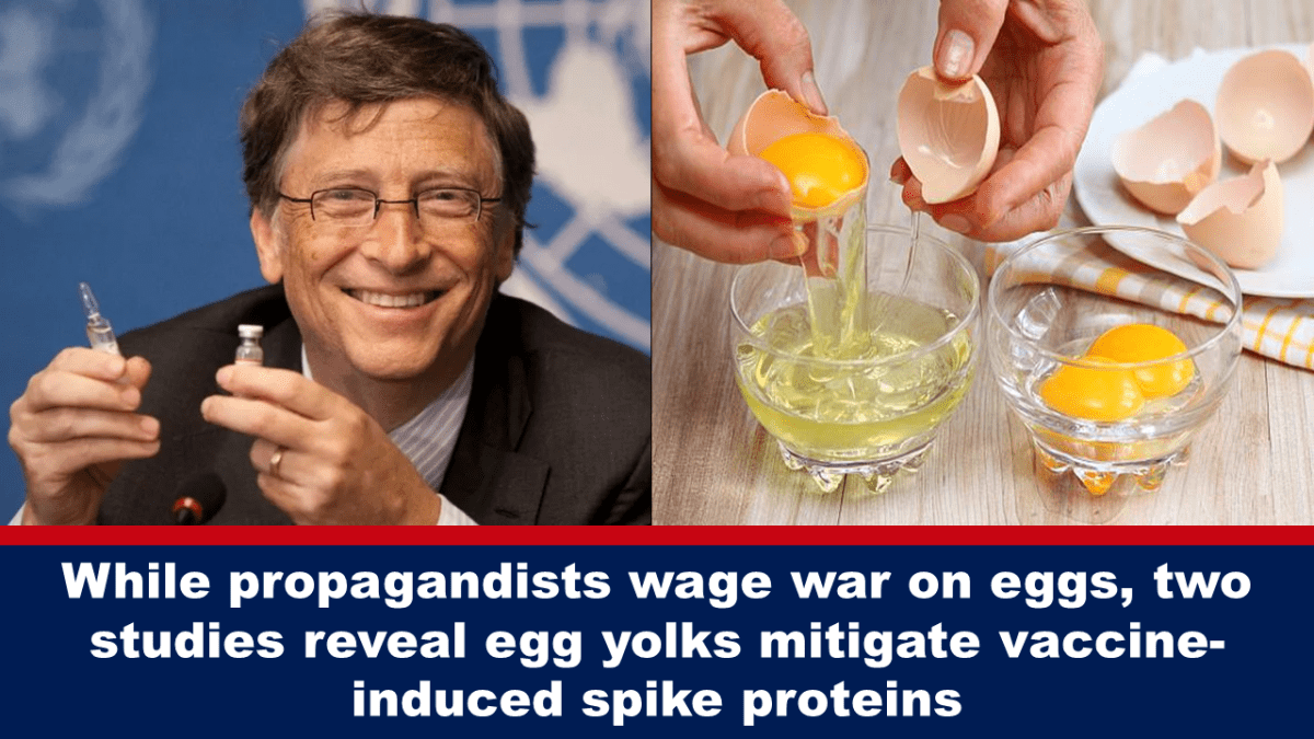 while-propagandists-wage-war-on-eggs,-two-studies-reveal-egg-yolks-mitigate-vaccine-induced-spike-proteins