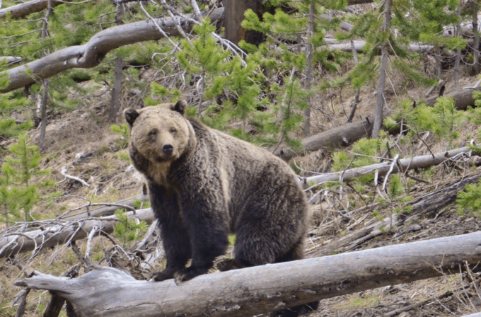 it’s-too-soon-to-remove-the-grizzly-from-the-endangered-species-list