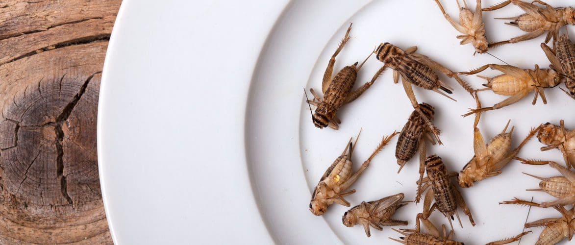 insekten-im-essen-–-loesung-oder-gesundheitsrisiko?-|-von-felix-feistel