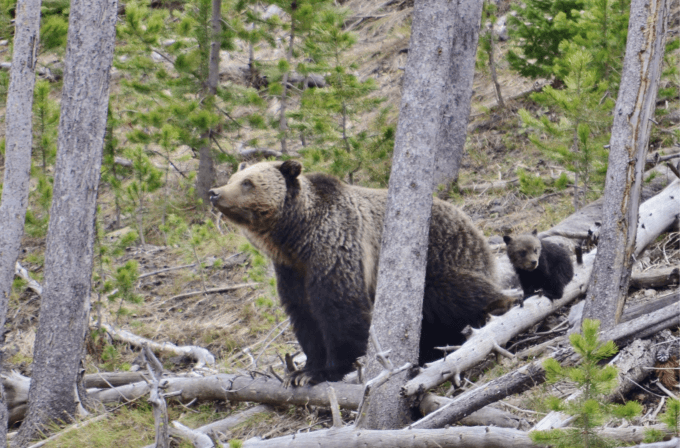 the-threats-to-the-grizzly’s-fragile-recovery-are-expanding