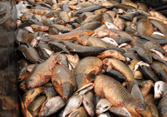 fish-killing-mania:-australia’s-war-against-the-common-carp