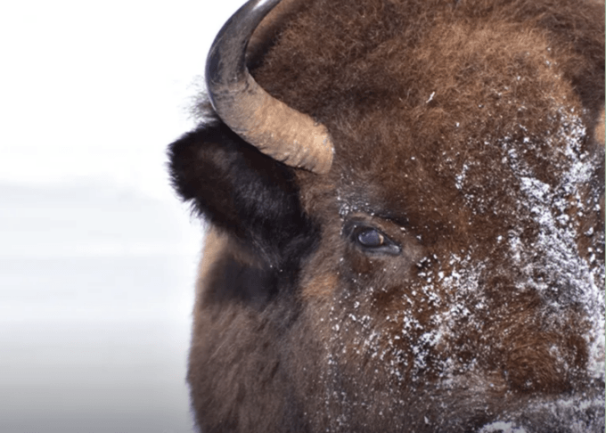 reality-check:- the-yellowstone-bison-“hunt”-is-a-slaughter