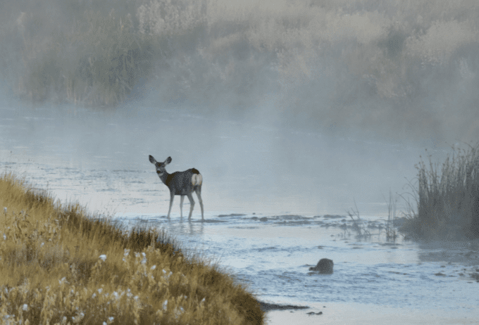 why-is-the-forest-service-is-destroying-critical-mule-deer-habitat?