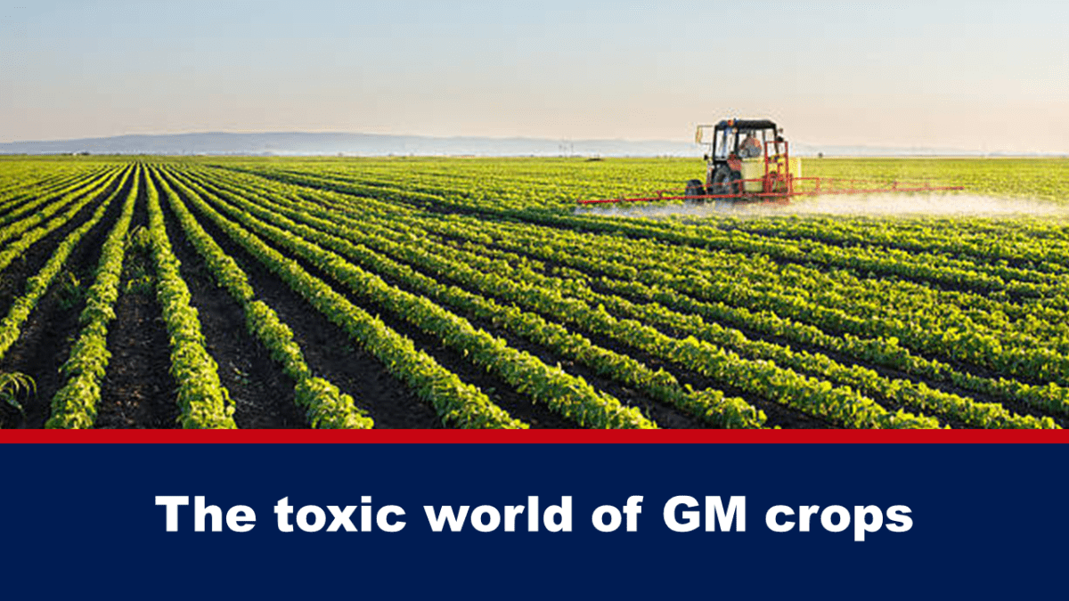 the-toxic-world-of-gm-crops