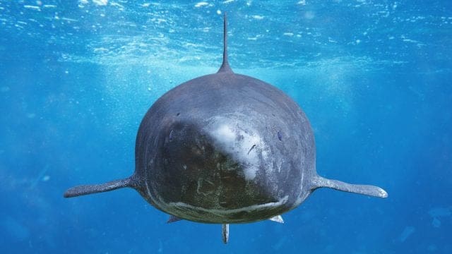 geschoepfe-der-meeresgoettin-sedna:-das-faszinierende-raetsel-der-groenlandhaie