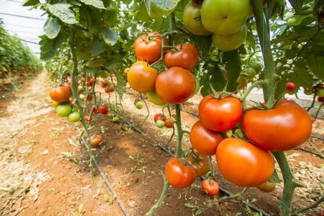 schreiende-tomaten?-gestresste-pflanzen-machen-geraeusche