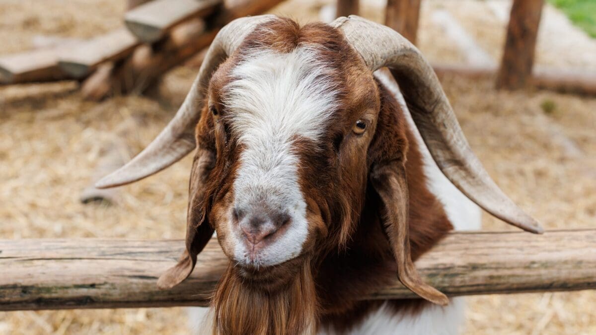 ca-mom-sues-county-fair-after-cops-raid-farm-to-seize-daughter’s-goat