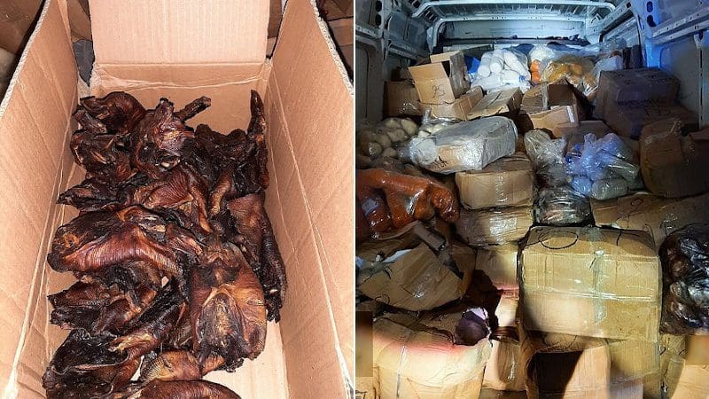 african-migrant-caught-bringing-fried-bats-into-germany