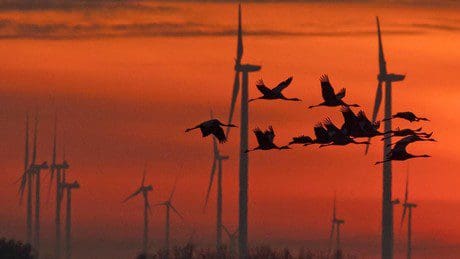 zusammenspiel-von-zugvoegeln,-niederlaendischen-windkraftanlagen-und-naturschutzorganisationen-wie-bund-und-graichen-clan