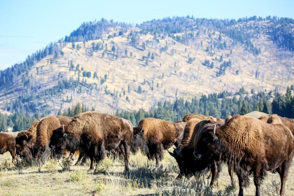 mass-yellowstone-bison-kill-wer-zieht-den-abzug-und-warum