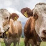 irland-plant,-200000-furzende-kuehe-zu-schlachten,-um-den-planeten-vor-„globaler-erwaermung“-zu-retten