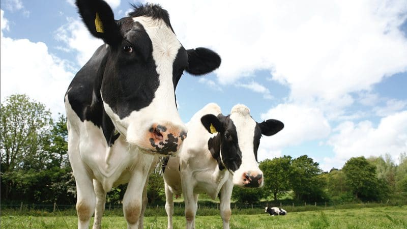 ireland-govt-plans-to-slaughter-200000-farting-cows-to-combat-global-warming