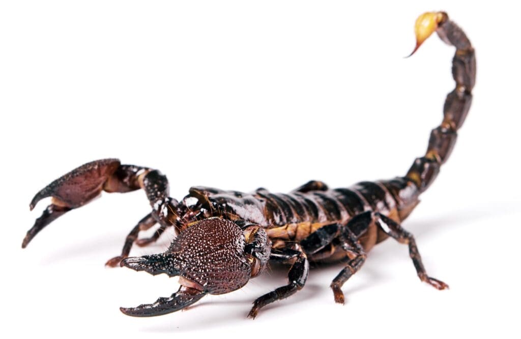 zeit,-die-scorpions-zurueckzubringen-–-mbalula