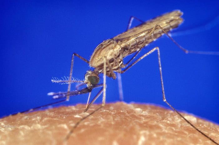 malaria-in-florida-und-texas-aufgetaucht
