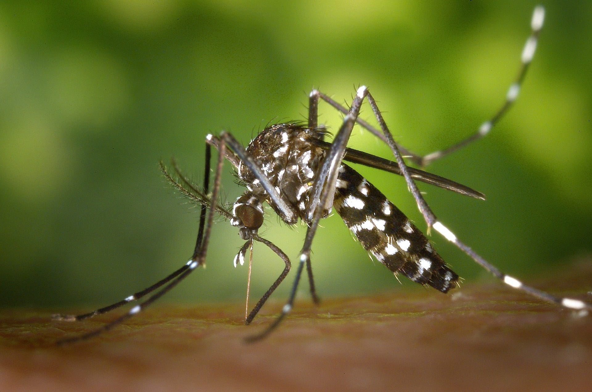 malaria-faelle-nach-dem-aussetzen-von-millionen-moskitos-durch-gates-finanziertes-unternehmen-mrna-impfstoffe-in-vorbereitung