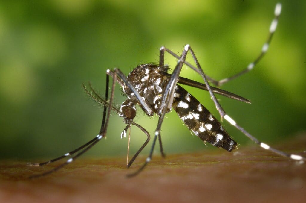 malaria-faelle-steigen-nach-freisetzung-von-millionen-von-moskitos-durch-ein-von-gates-finanziertes-unternehmen-–-vorbereitung-auf-mrna-impfstoffe