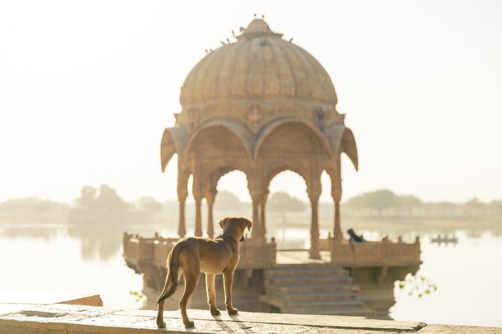 neu-delhi-versteckt-strassenhunde-vor-dem-g20-gipfel