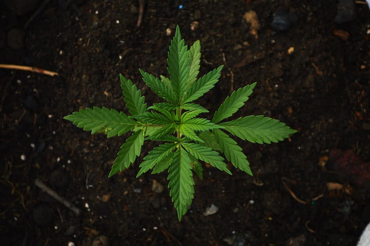 niederlande-bereit,-mit-legalem-cannabis-experiment-zu-beginnen