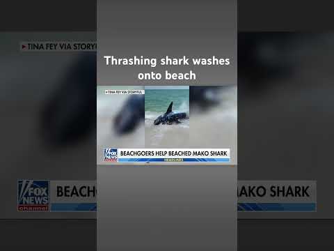 beachgoers-haul-thrashing-shark-back-into-ocean-#shorts