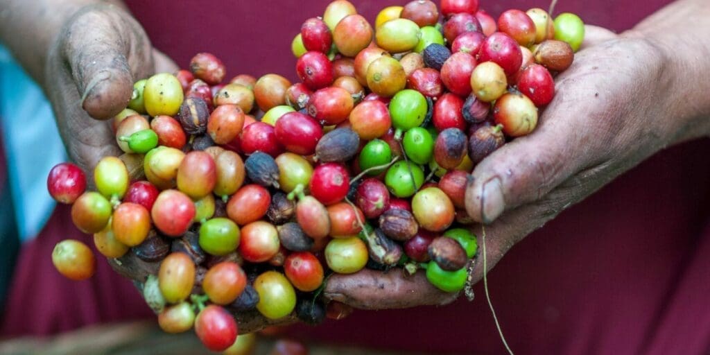 beliebtes-bohnengetraenk,-benachteiligte-landwirte-–-der-kaffeeindikator