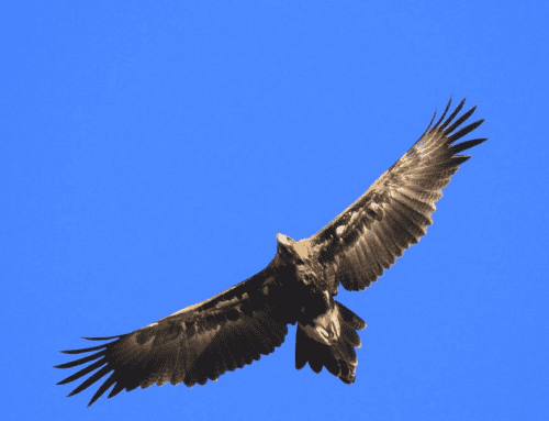 Erschreckende Anzahl von Adler-Todesfällen durch Windparks