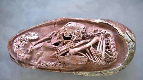saurier,-die-in-china-gefunden-wurden,-brueten-–-die-fossilien-sind-190-millionen-jahre-alt