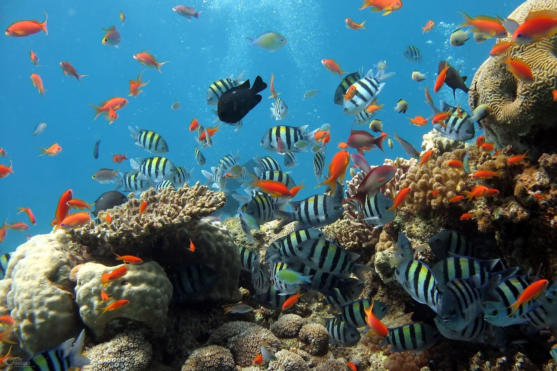 rekordwachstum-von-korallen-im-great-barrier-reef-vor-australien