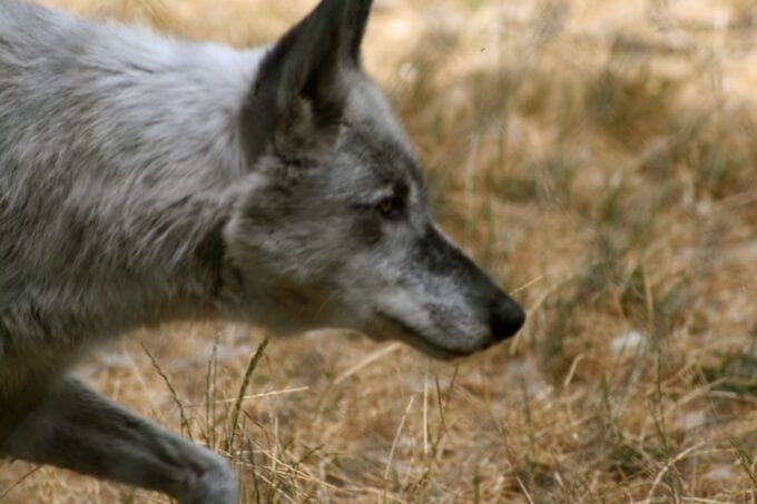 colorado-kann-eine-grosse-wolfspopulation-erhalten
