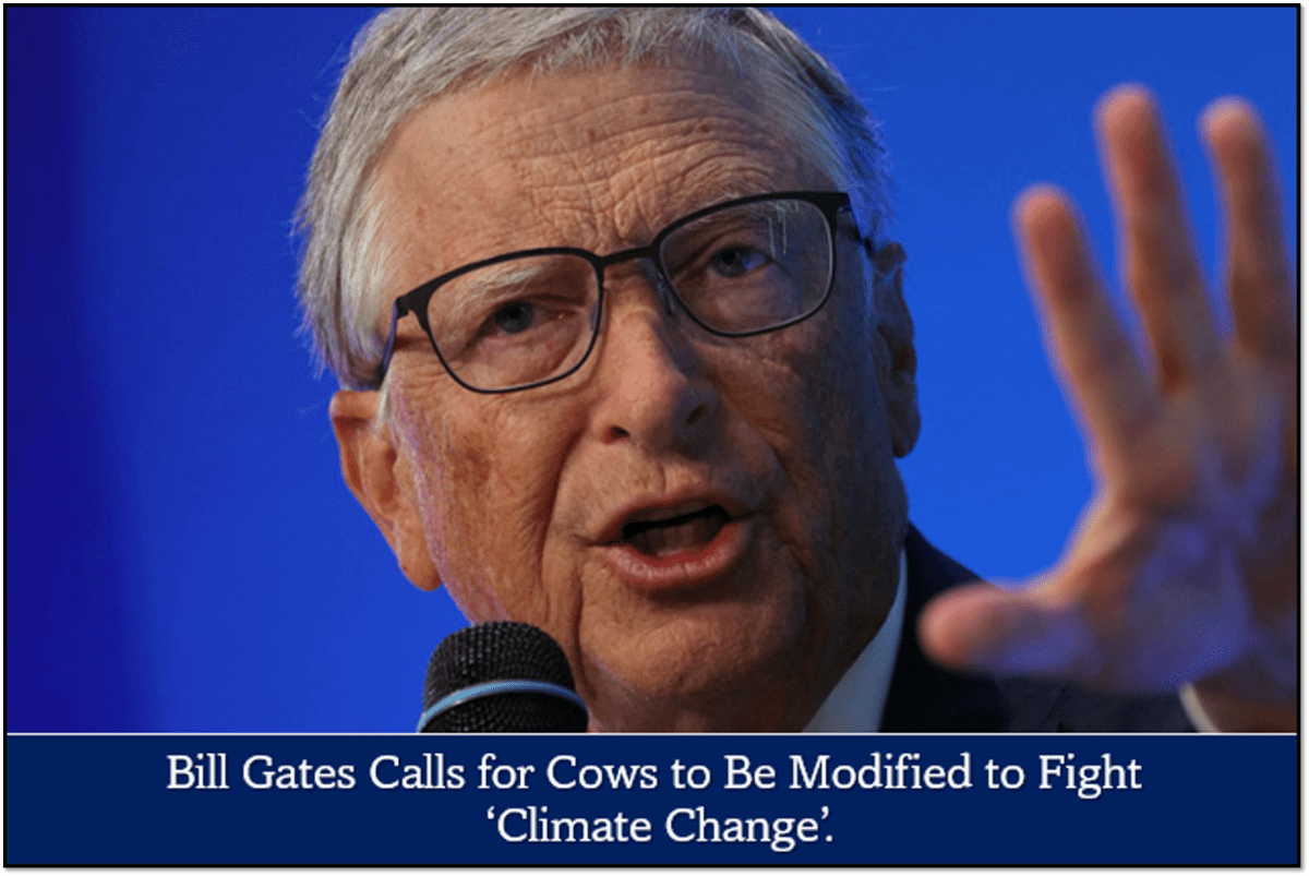 bill-gates-fordert,-dass-kuehe-modifiziert-werden,-um-gegen-den-„klimawandel“-anzukaempfen