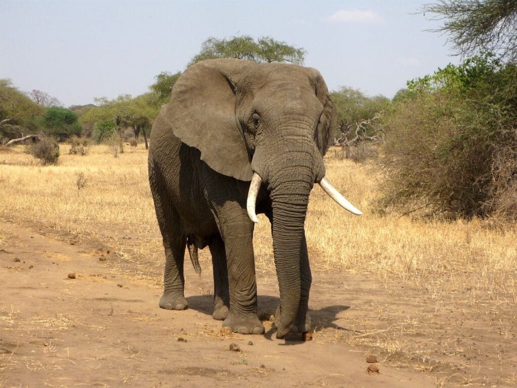 elefanten-auf-freiem-fuss,-suedafrikanische-ranger-auf-der-verfolgung